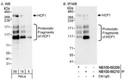 Western Blot: HCFC1 Antibody [NB100-68210] - Detection of Human HCF1 on HeLa whole cell lysate using 100-68210. HCF1 was also immunoprecipitated by rabbit anti-HCF1 antibody NB100-68209.