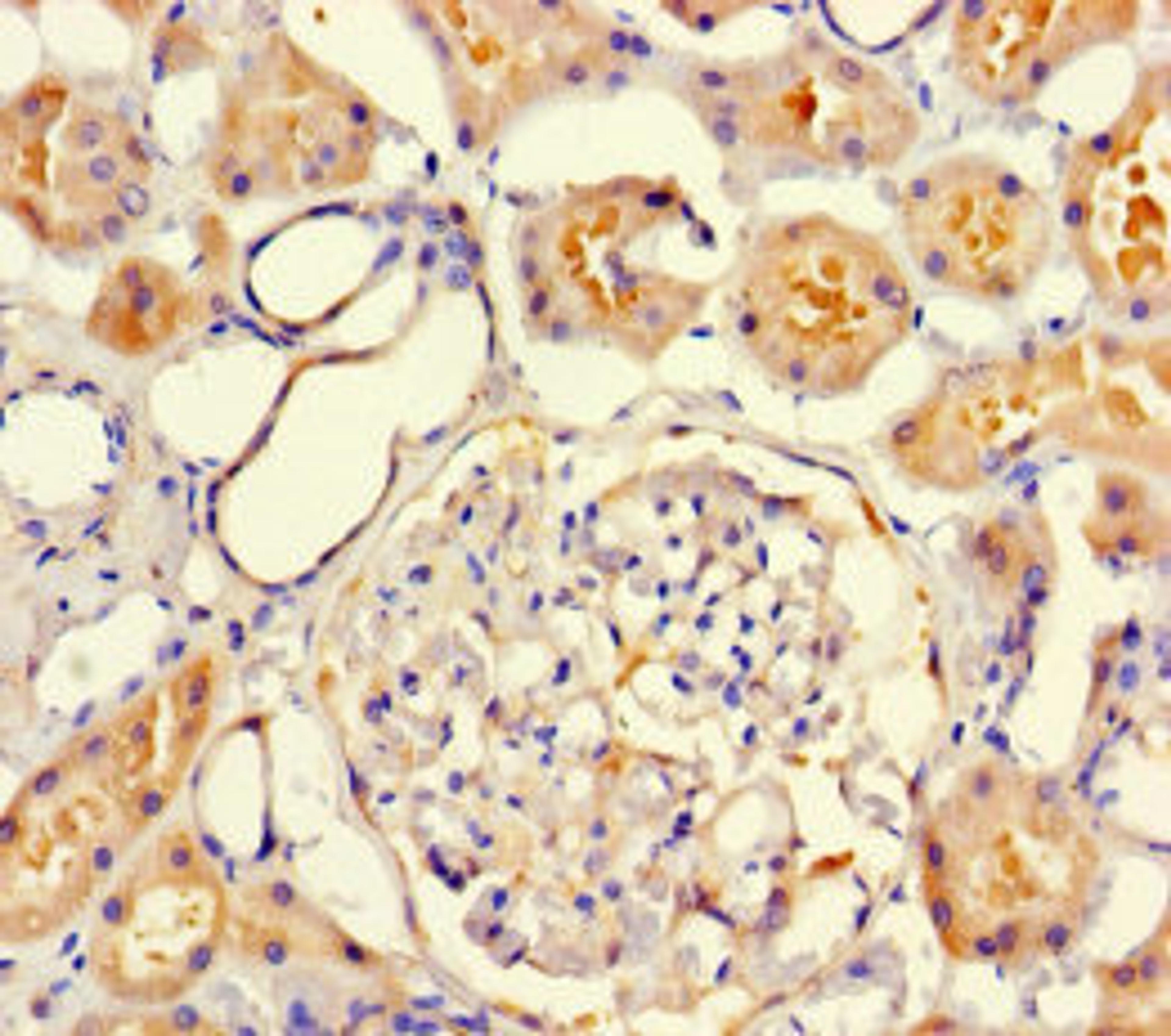 Immunohistochemistry of paraffin-embedded human kidney tissue using CSB-PA800218LA01HU at dilution of 1:100