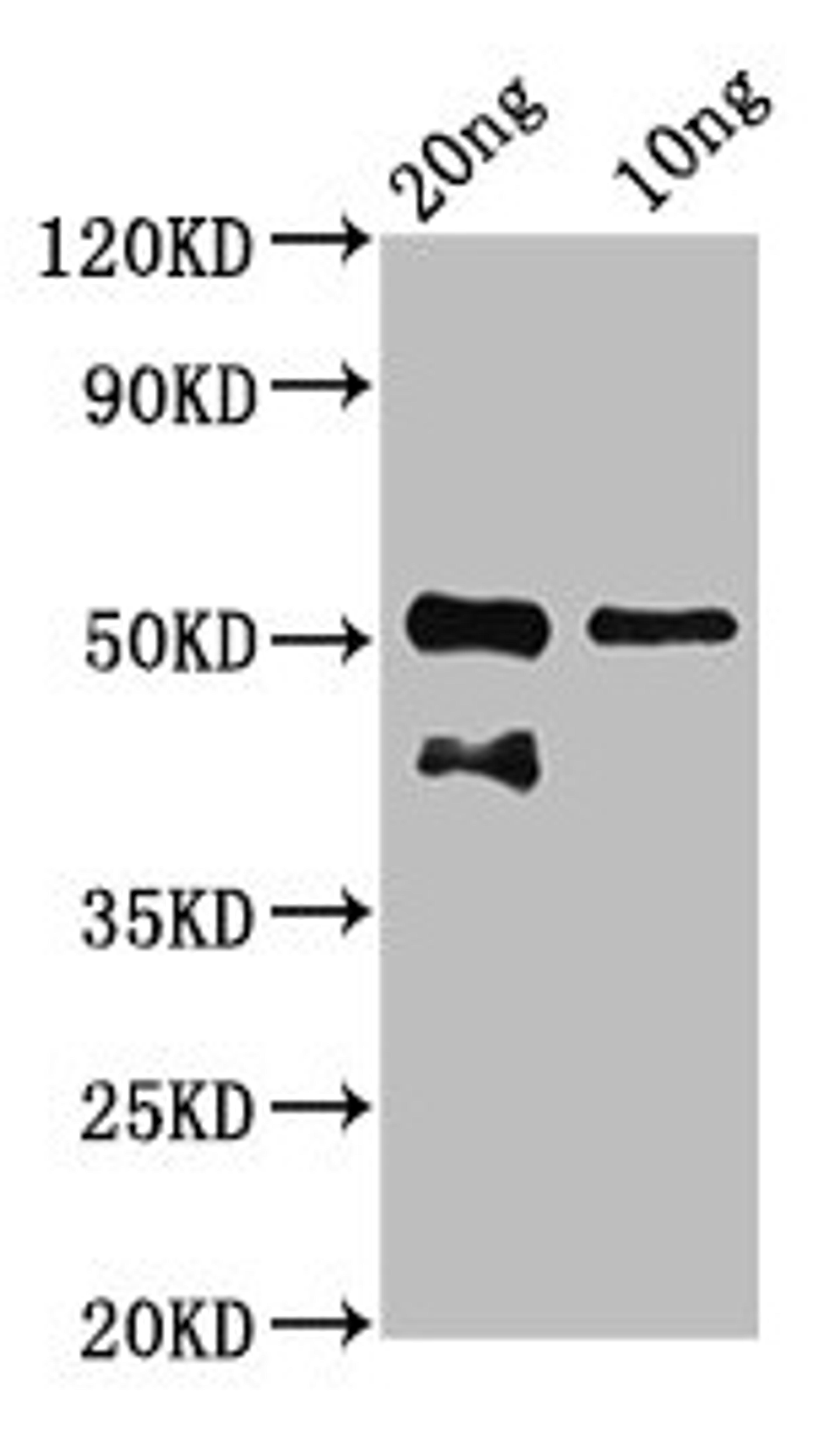 Western Blot. Positive WB detected in Recombinant protein. All lanes: tp63 antibody at 7.3µg/ml. Secondary. Goat polyclonal to rabbit IgG at 1/50000 dilution. Predicted band size: 43 kDa. Observed band size: 43, 52 kDa