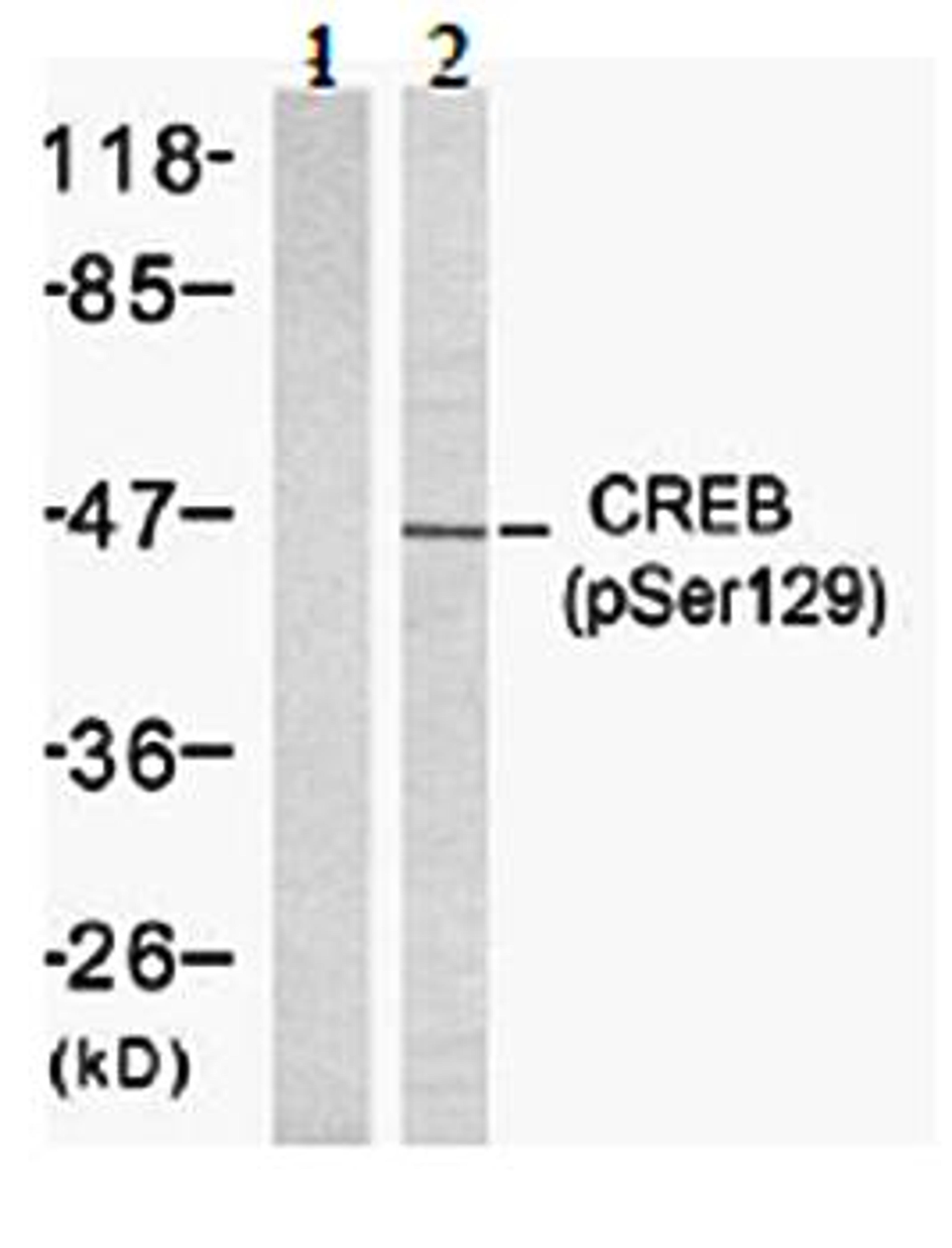 Western blot analysis of CREB pS129 antibody in extracts from 293 cells lysate