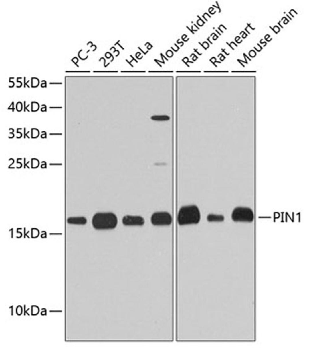 Western blot - PIN1 antibody (A2106)