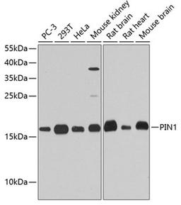 Western blot - PIN1 antibody (A2106)