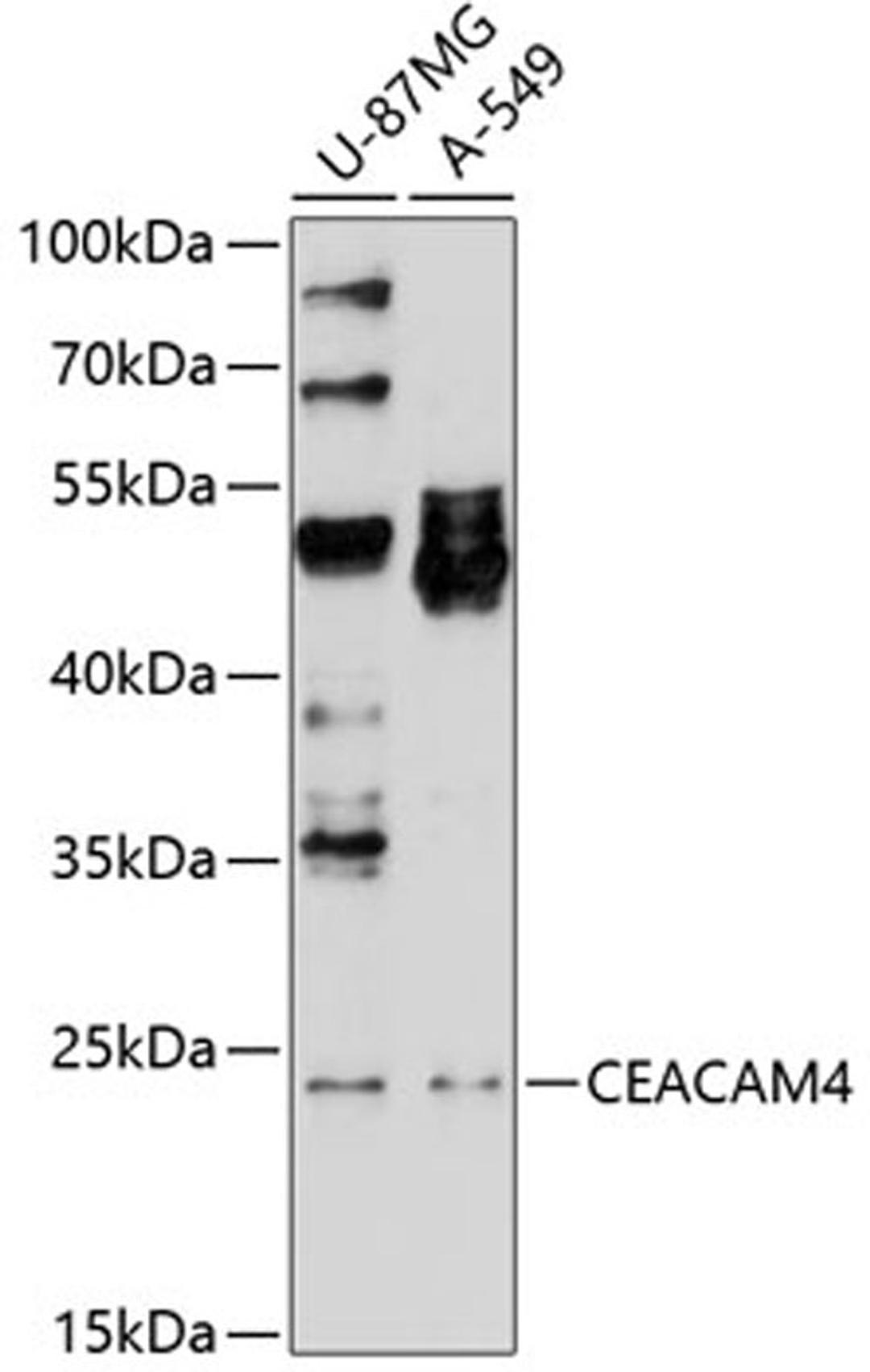 Western blot - CEACAM4 antibody (A10055)