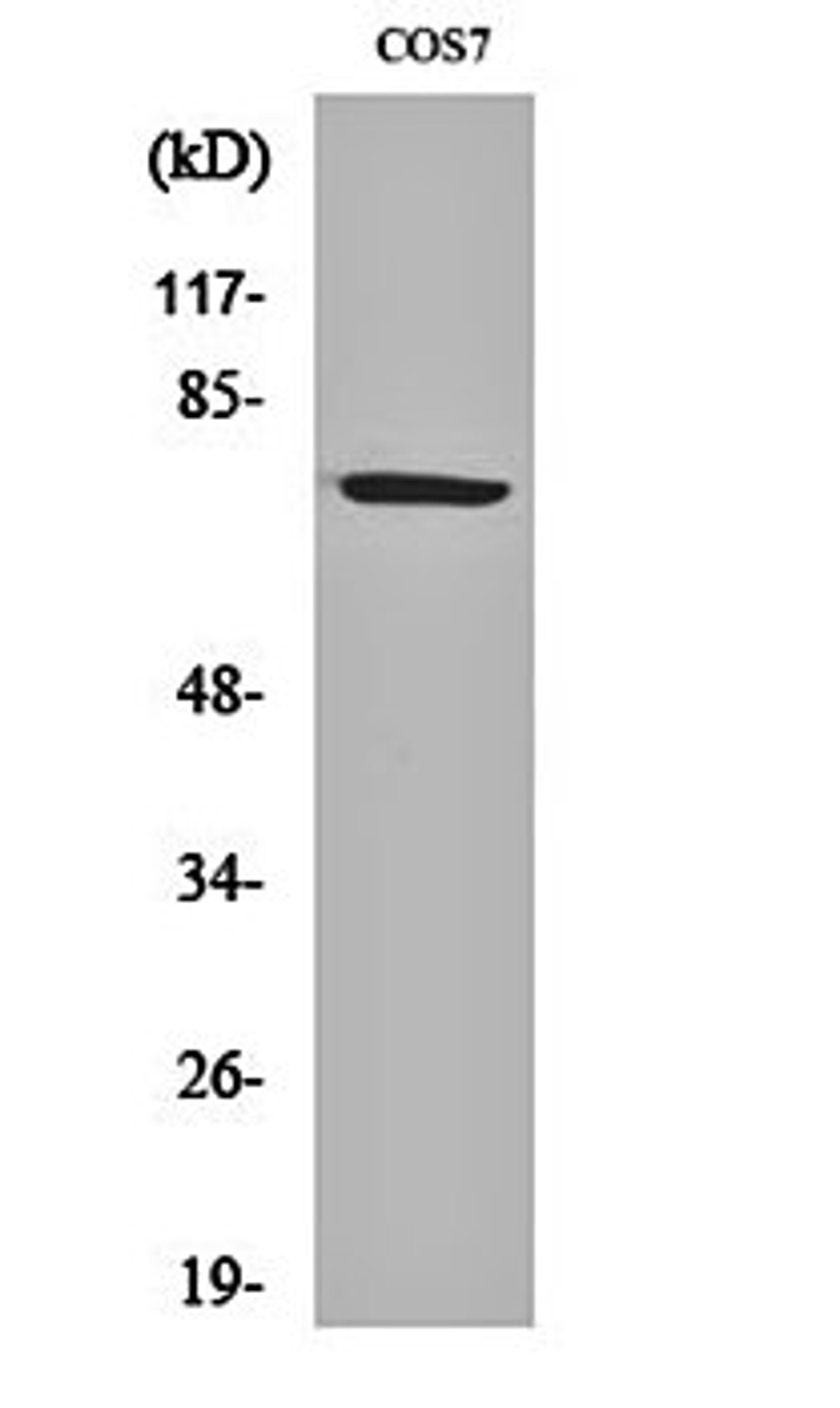 Western blot analysis of COS7 cell lysates using HSP A9 antibody