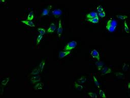 Immunofluorescence staining of Hela cells with CSB-PA004894LA01HU at 1:166, counter-stained with DAPI. The cells were fixed in 4% formaldehyde, permeabilized using 0.2% Triton X-100 and blocked in 10% normal Goat Serum. The cells were then incubated with the antibody overnight at 4°C. The secondary antibody was Alexa Fluor 488-congugated AffiniPure Goat Anti-Rabbit IgG(H+L).