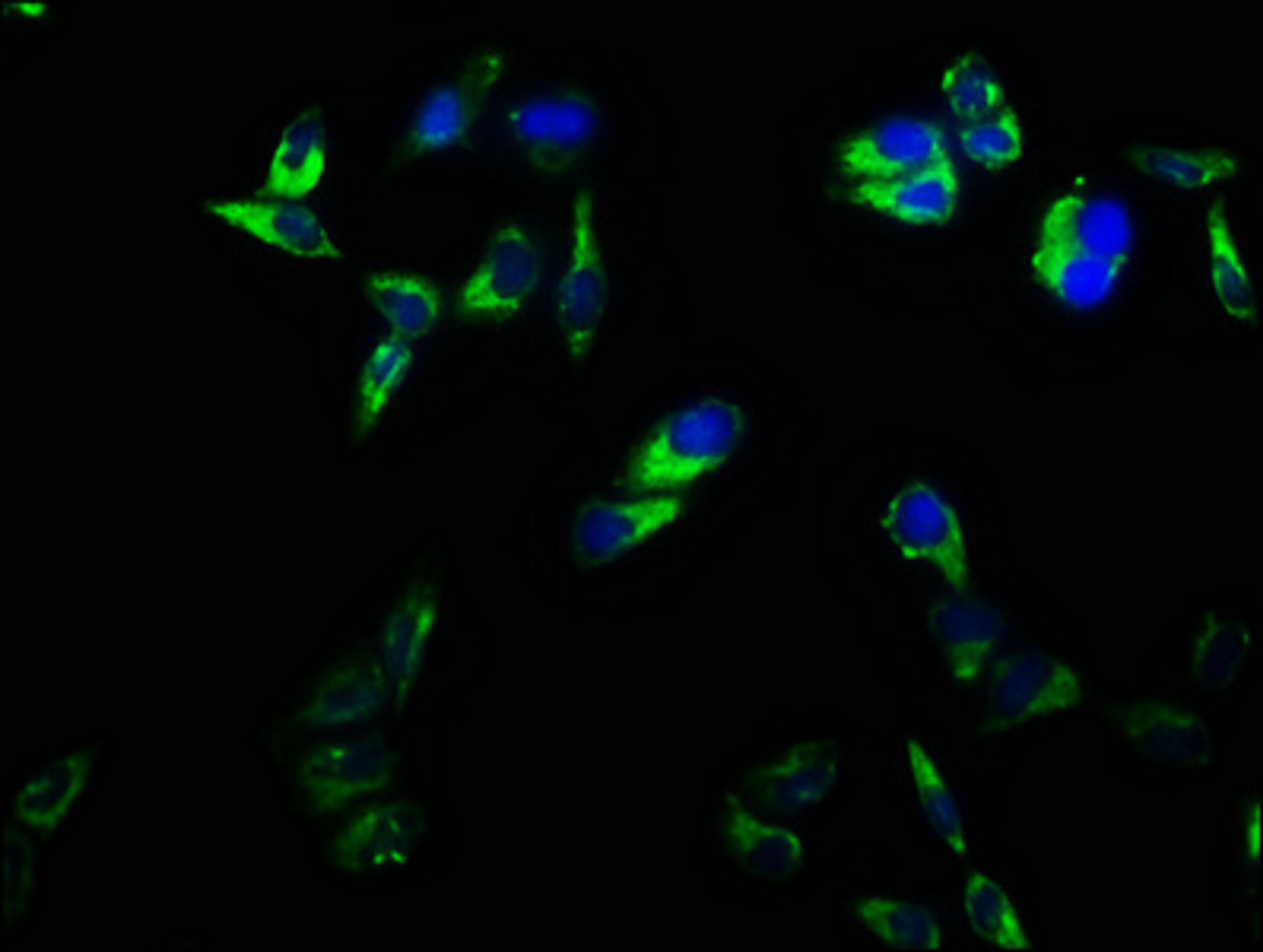 Immunofluorescence staining of Hela cells with CSB-PA004894LA01HU at 1:166, counter-stained with DAPI. The cells were fixed in 4% formaldehyde, permeabilized using 0.2% Triton X-100 and blocked in 10% normal Goat Serum. The cells were then incubated with the antibody overnight at 4°C. The secondary antibody was Alexa Fluor 488-congugated AffiniPure Goat Anti-Rabbit IgG(H+L).