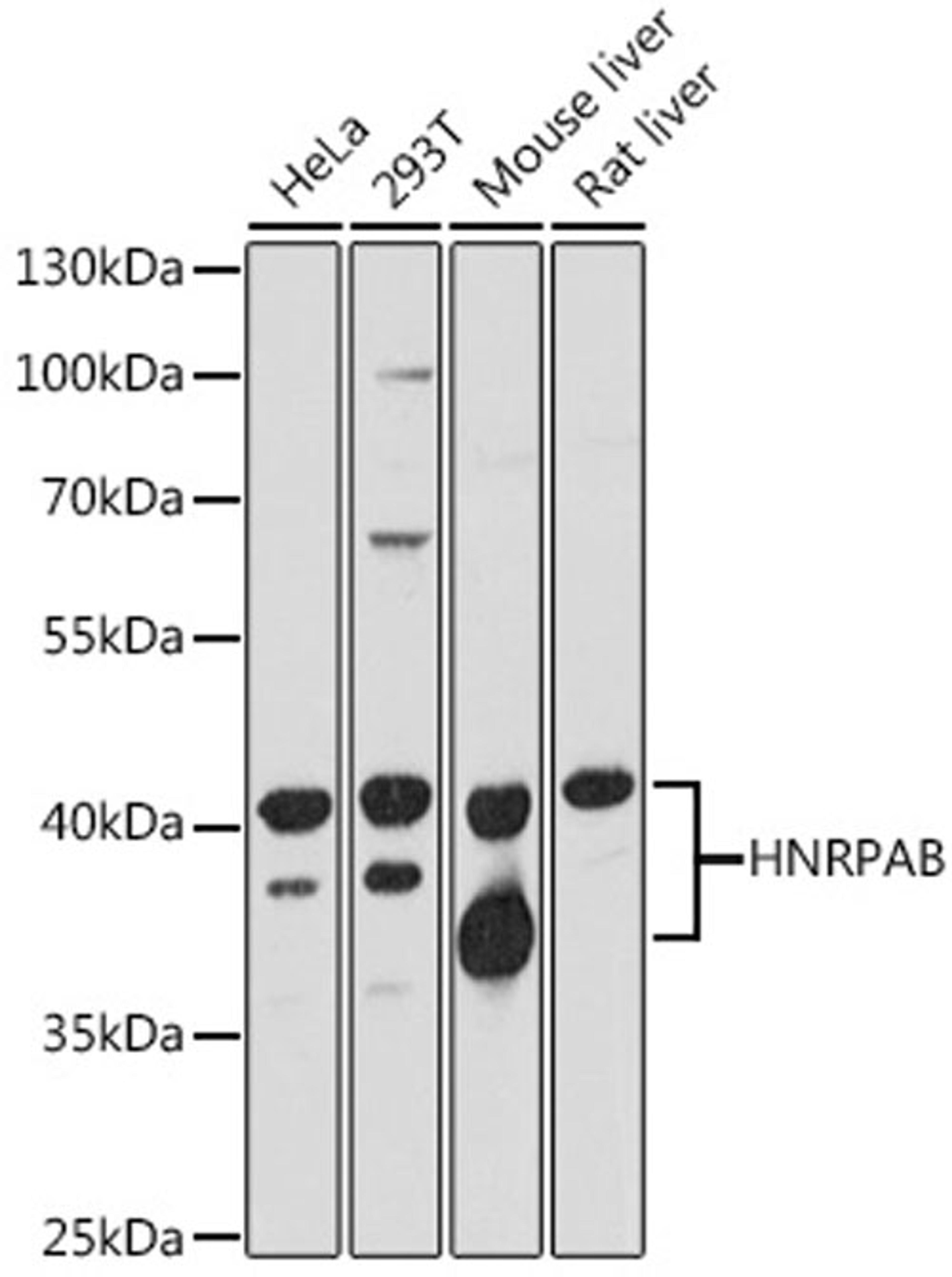 Western blot - HNRPAB antibody (A17497)