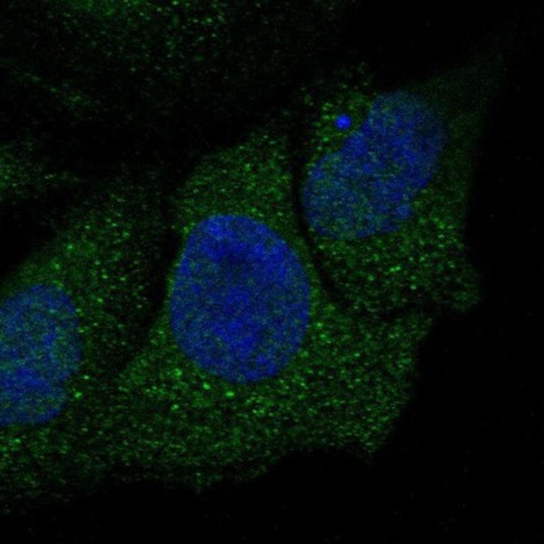 Immunocytochemistry/Immunofluorescence: P311 Antibody [NBP1-84315] Staining of human cell line A-431 shows positivity in cytoplasm.