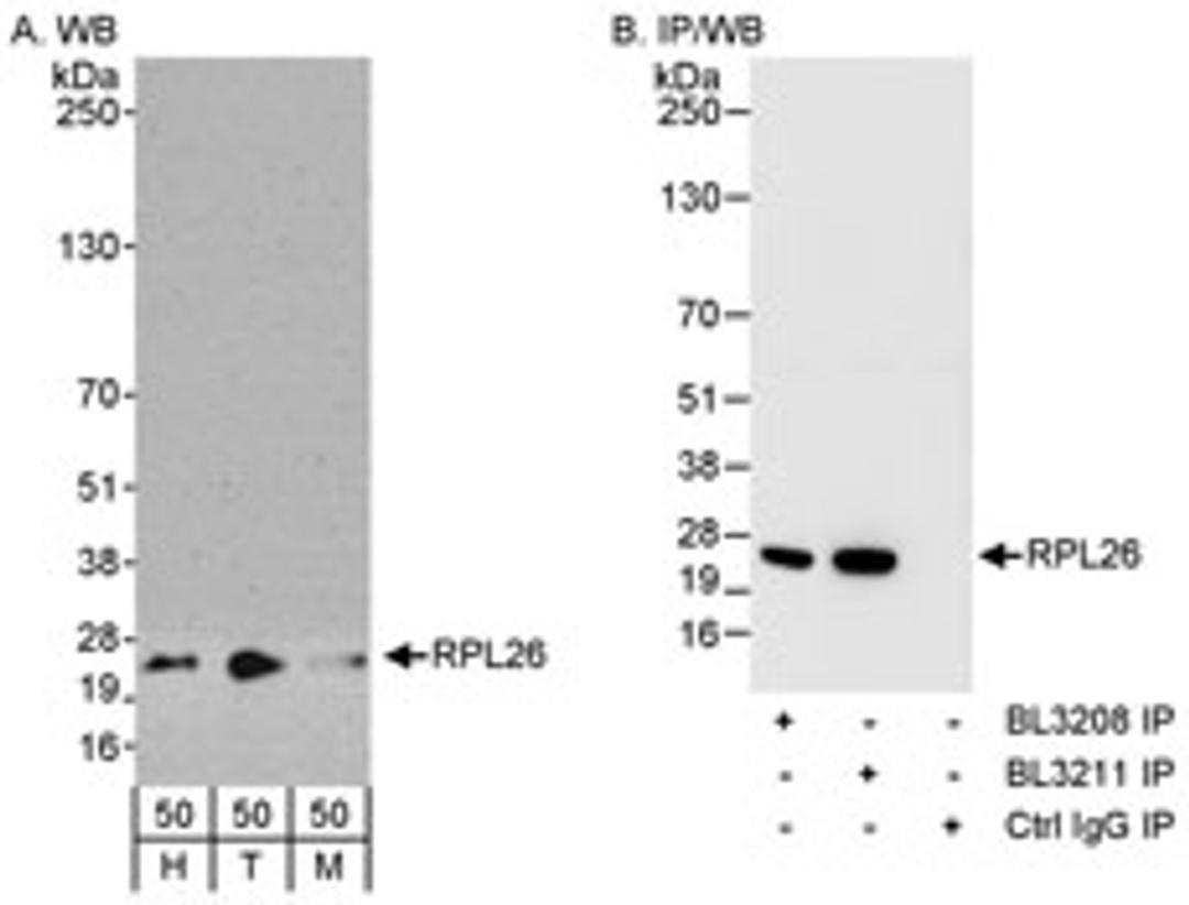 Detection of human and mouse RPL26 by western blot (h and m) and immunoprecipitation (m).