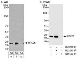 Detection of human and mouse RPL26 by western blot (h and m) and immunoprecipitation (m).