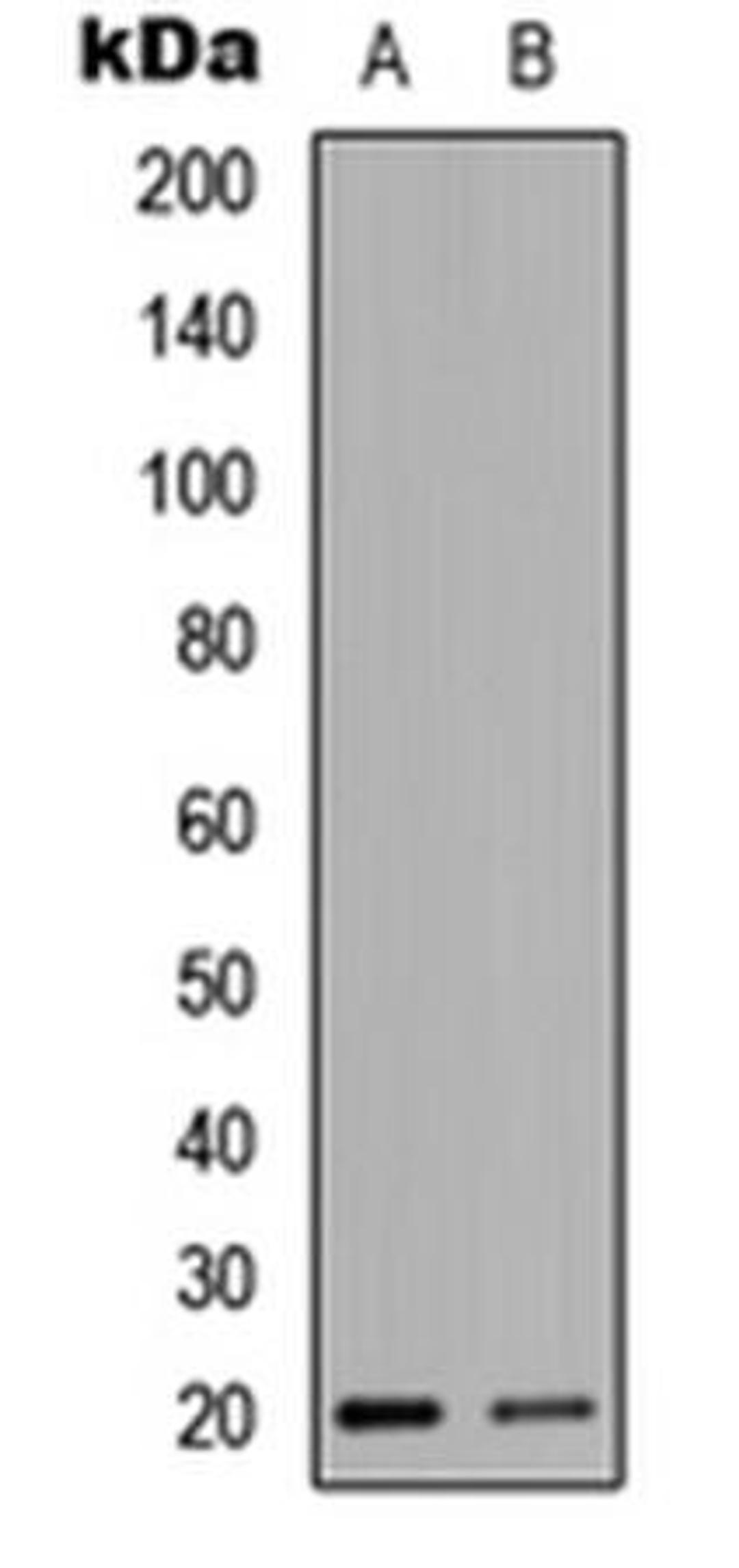 Western blot analysis of HEK293T (Lane1), NIH3T3 (Lane2) whole cell using HEN1/2 antibody