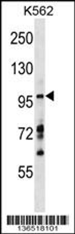 Western blot analysis in K562 cell line lysates (35ug/lane).