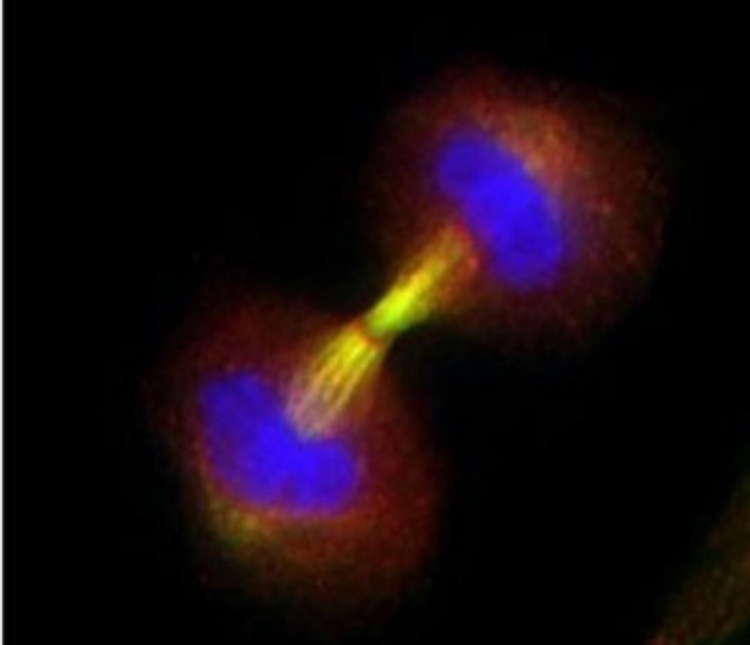 Immunocytochemistry/Immunofluorescence: Survivin Antibody [NB500-201] - Analysis using the HRP conjugate of NB500-201. Staining of Telophase with accumulation of survivin in the midbodies of two daughter cells. Survivin detection using NB500-201.