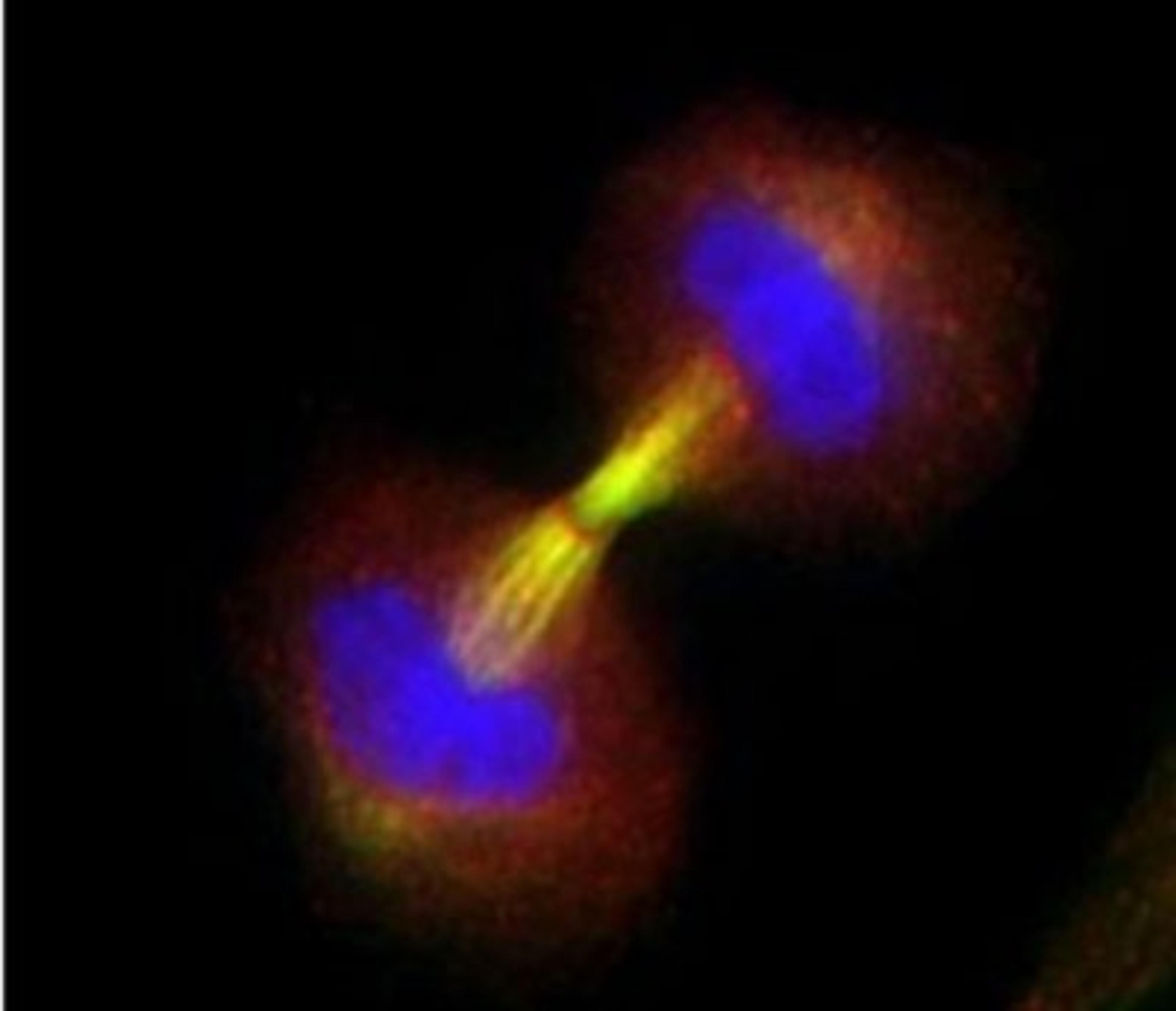 Immunocytochemistry/Immunofluorescence: Survivin Antibody [NB500-201] - Analysis using the HRP conjugate of NB500-201. Staining of Telophase with accumulation of survivin in the midbodies of two daughter cells. Survivin detection using NB500-201.