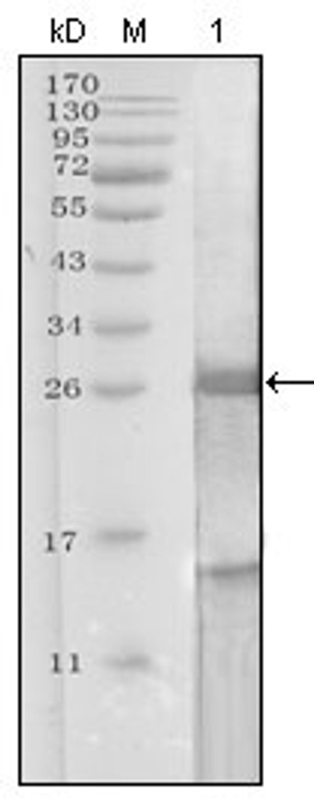 Western blot analysis of recombinant protein using PSA (KLK3) antibody