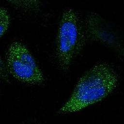 Immunocytochemistry/Immunofluorescence: NPRL3 Antibody [NBP1-88447] - Staining of human cell line A-431 shows positivity in cytoplasm.