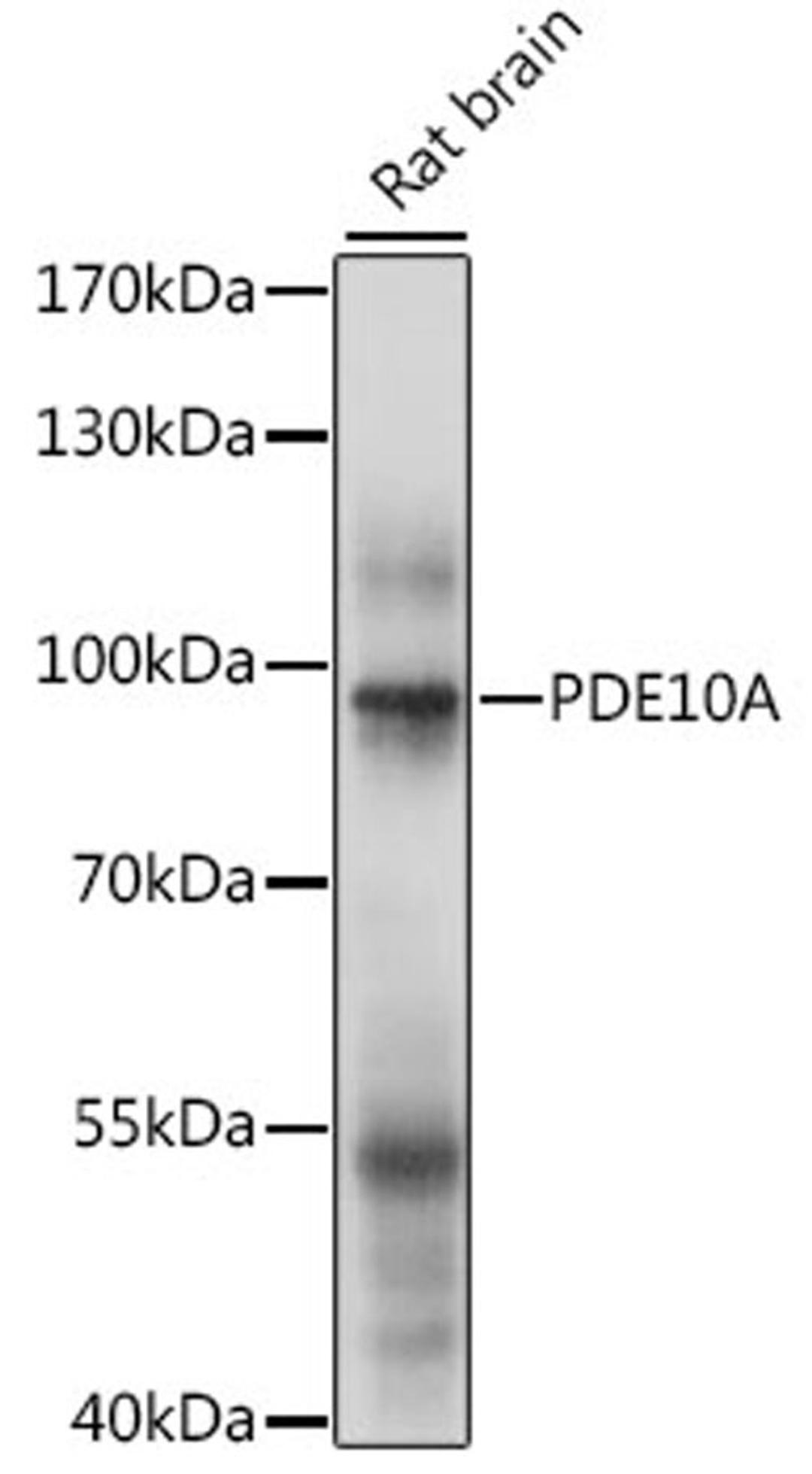 Western blot - PDE10A antibody (A15597)