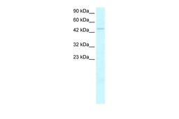 Antibody used in WB on Human Heart at 2.5 ug/ml.