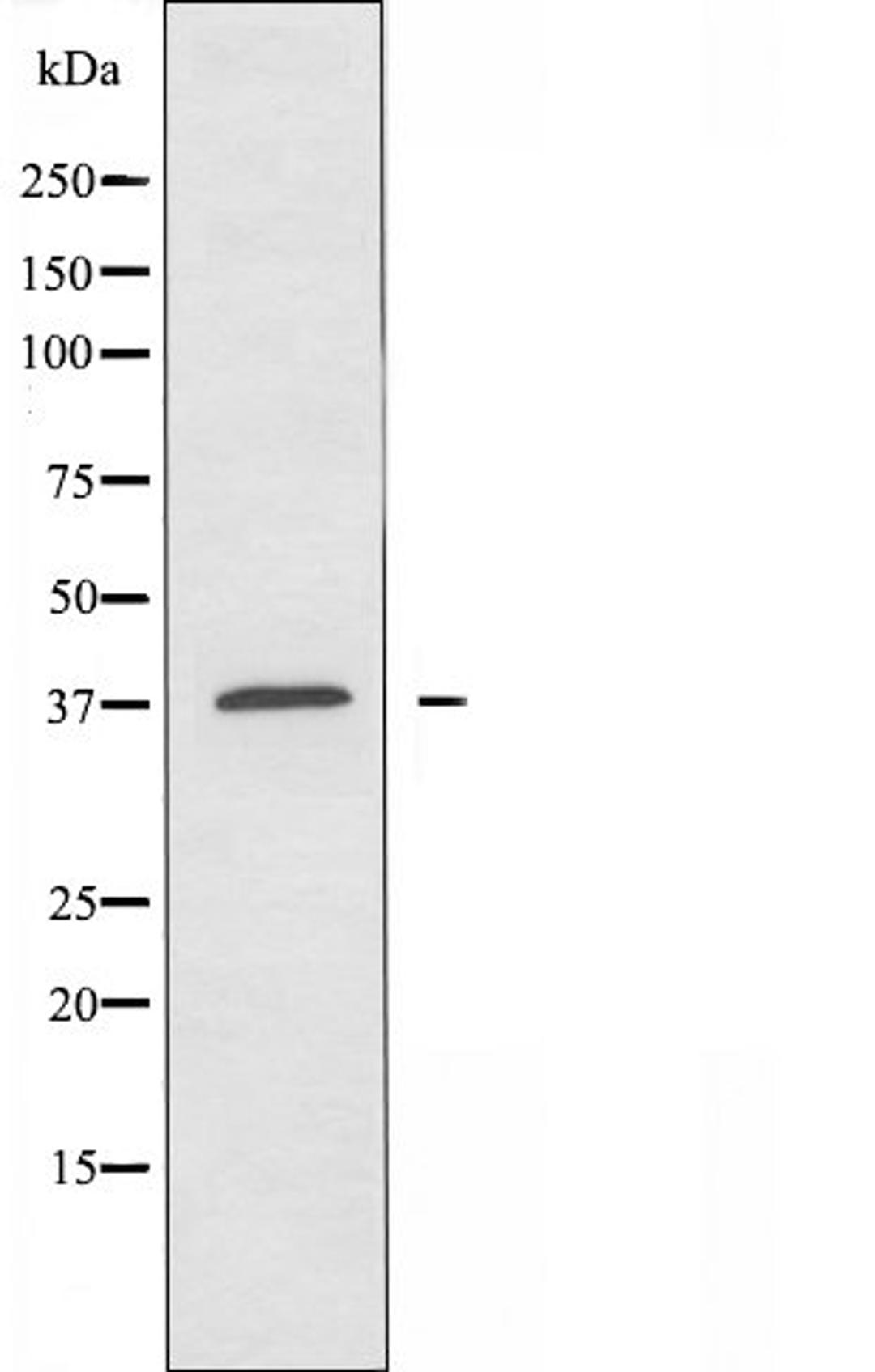 Western blot analysis of 3T3 cells using OR10H3 antibody