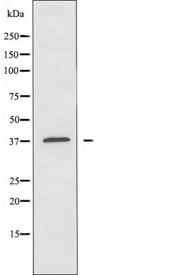 Western blot analysis of HT-29 cells using OR51B2 antibody