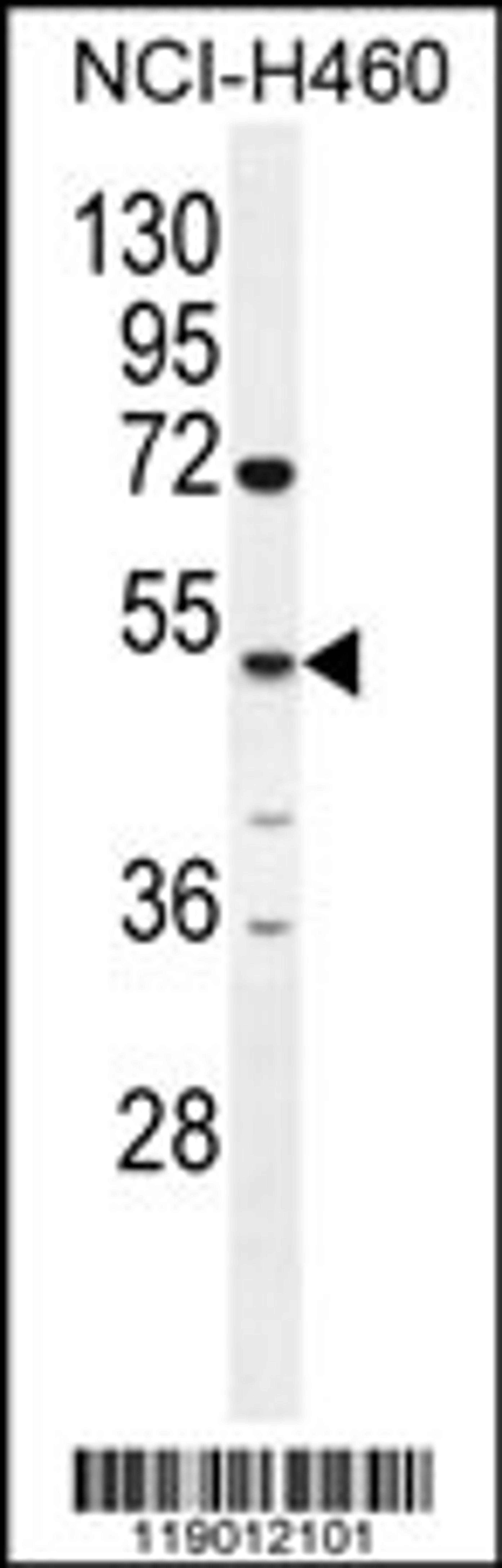 Western blot analysis in NCI-H460 cell line lysates (35ug/lane).