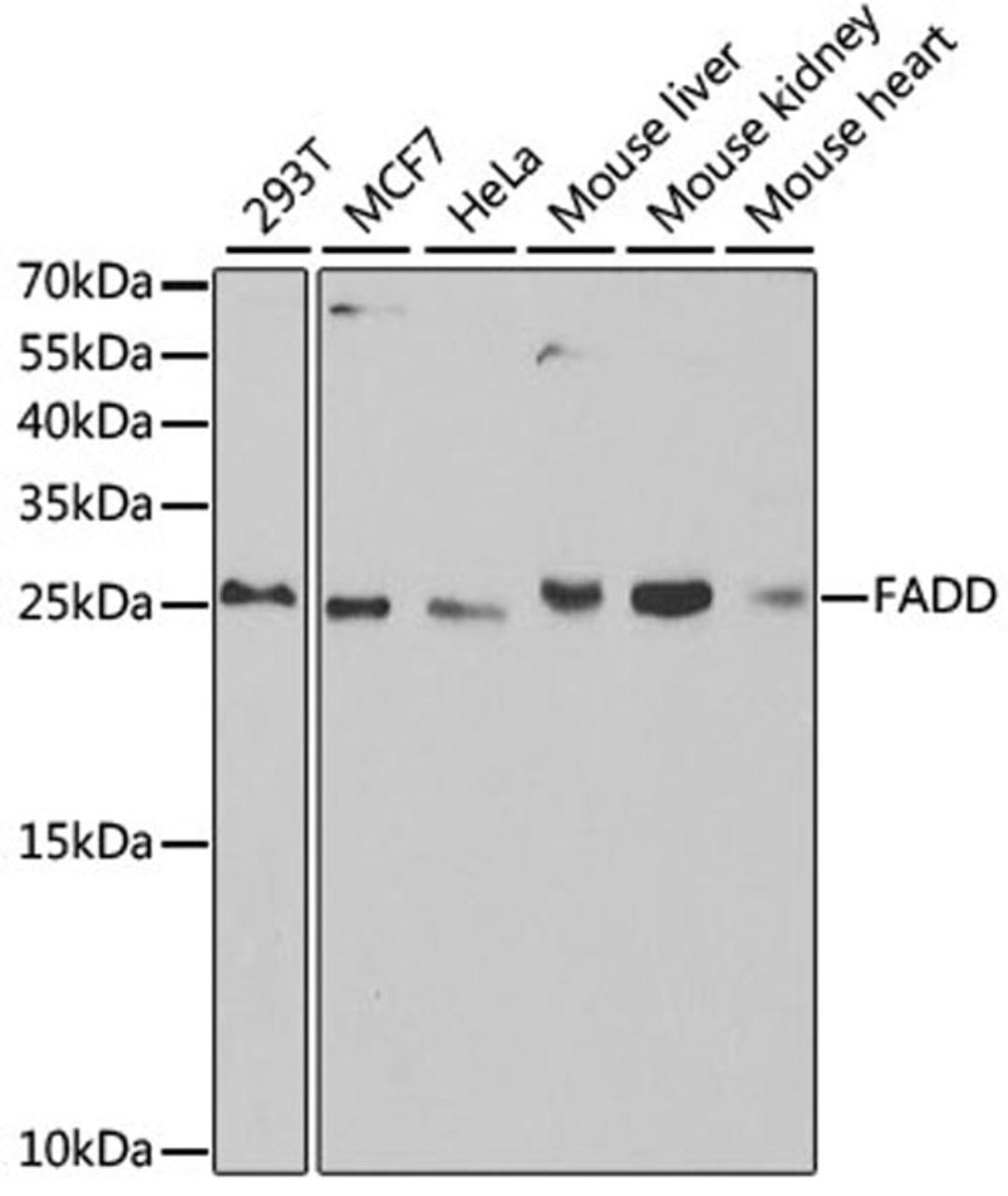 Western blot - FADD antibody (A5819)