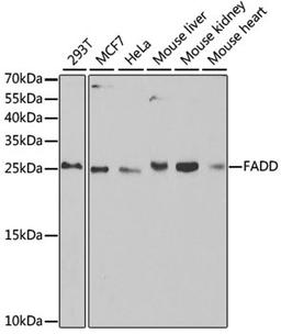 Western blot - FADD antibody (A5819)