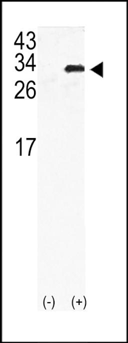 Western blot analysis of GJB6 using rabbit polyclonal GJB6 Antibody using 293 cell lysates (2 ug/lane) either nontransfected (Lane 1) or transiently transfected with the GJB6gene (Lane 2).