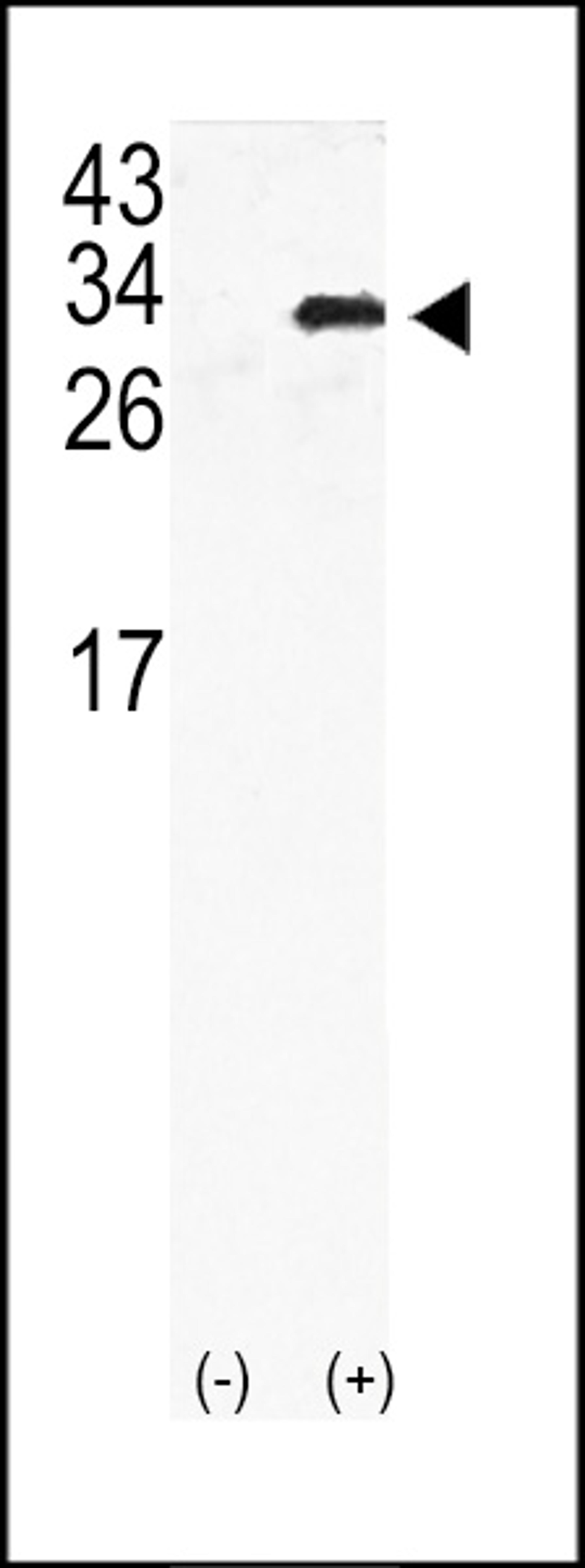 Western blot analysis of GJB6 using rabbit polyclonal GJB6 Antibody using 293 cell lysates (2 ug/lane) either nontransfected (Lane 1) or transiently transfected with the GJB6gene (Lane 2).