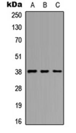 Western blot analysis of A549 (Lane 1), NS-1 (Lane 2), PC12 (Lane 3) whole cell lysates using EIF2S2 (phospho-S67) antibody