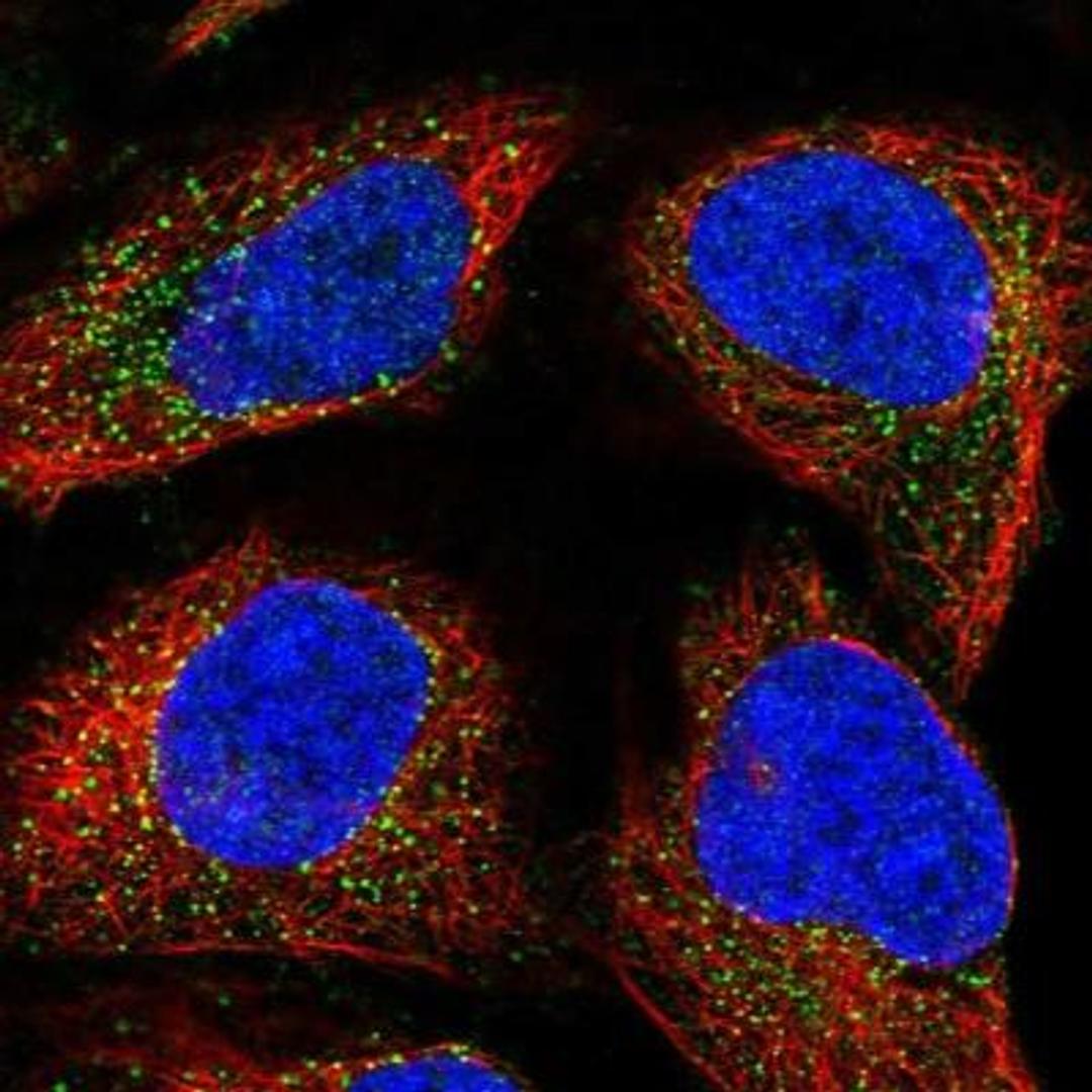 Immunocytochemistry: Paralemmin Antibody [NBP1-87770] - Staining of human cell line U-2 OS shows positivity in vesicles.