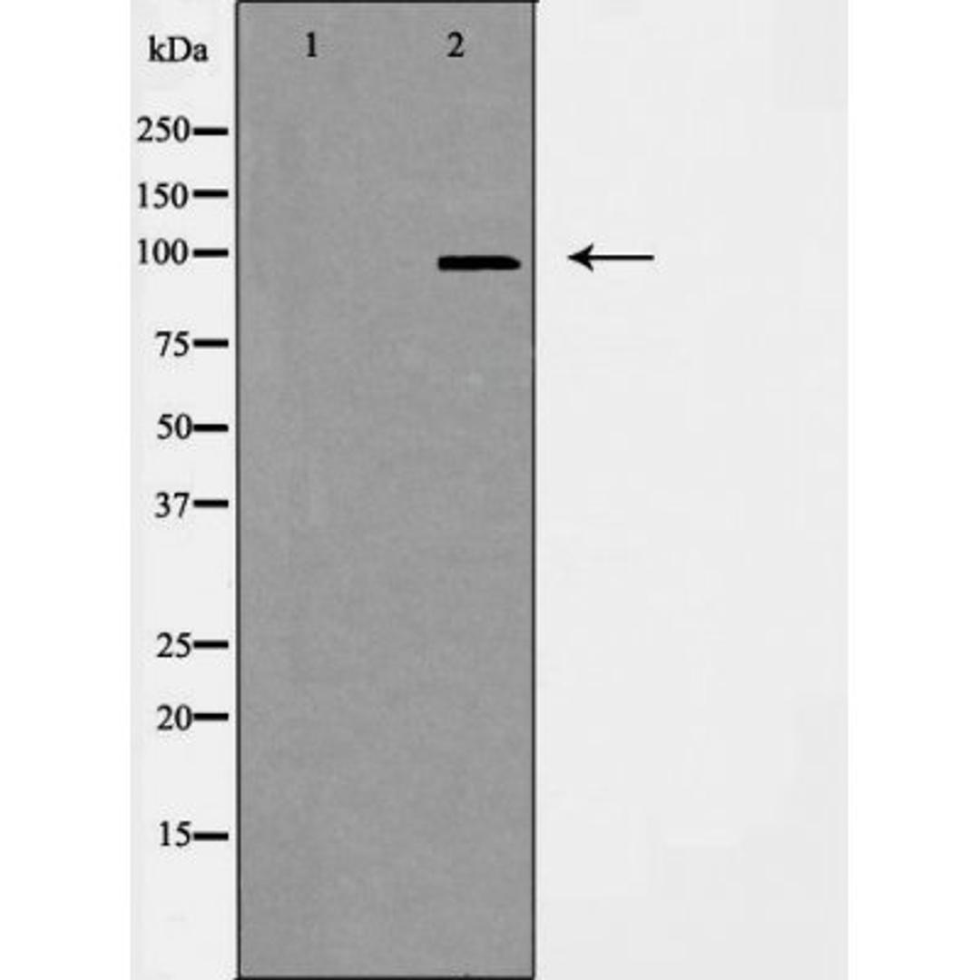 Western blot analysis of RAW264.7 cells using CEP97 antibody