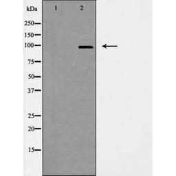 Western blot analysis of RAW264.7 cells using CEP97 antibody