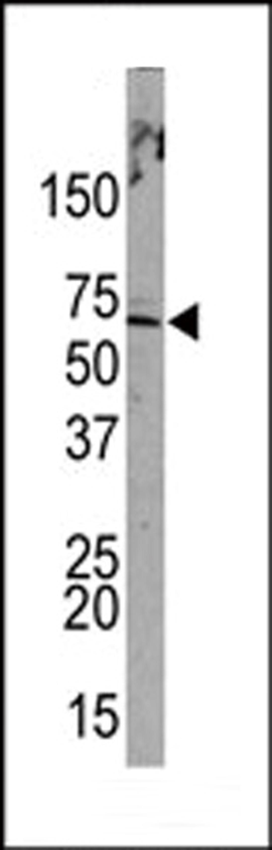 Western blot analysis of anti-PML Sumoylation Site Antibody (Cat. AP2504b) in Hela cell line lysates (35ug/lane)