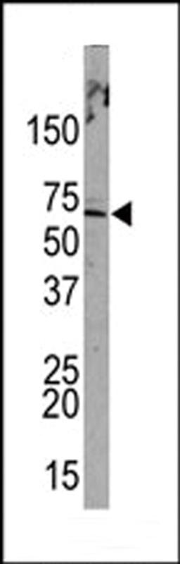 Western blot analysis of anti-PML Sumoylation Site Antibody (Cat. AP2504b) in Hela cell line lysates (35ug/lane)