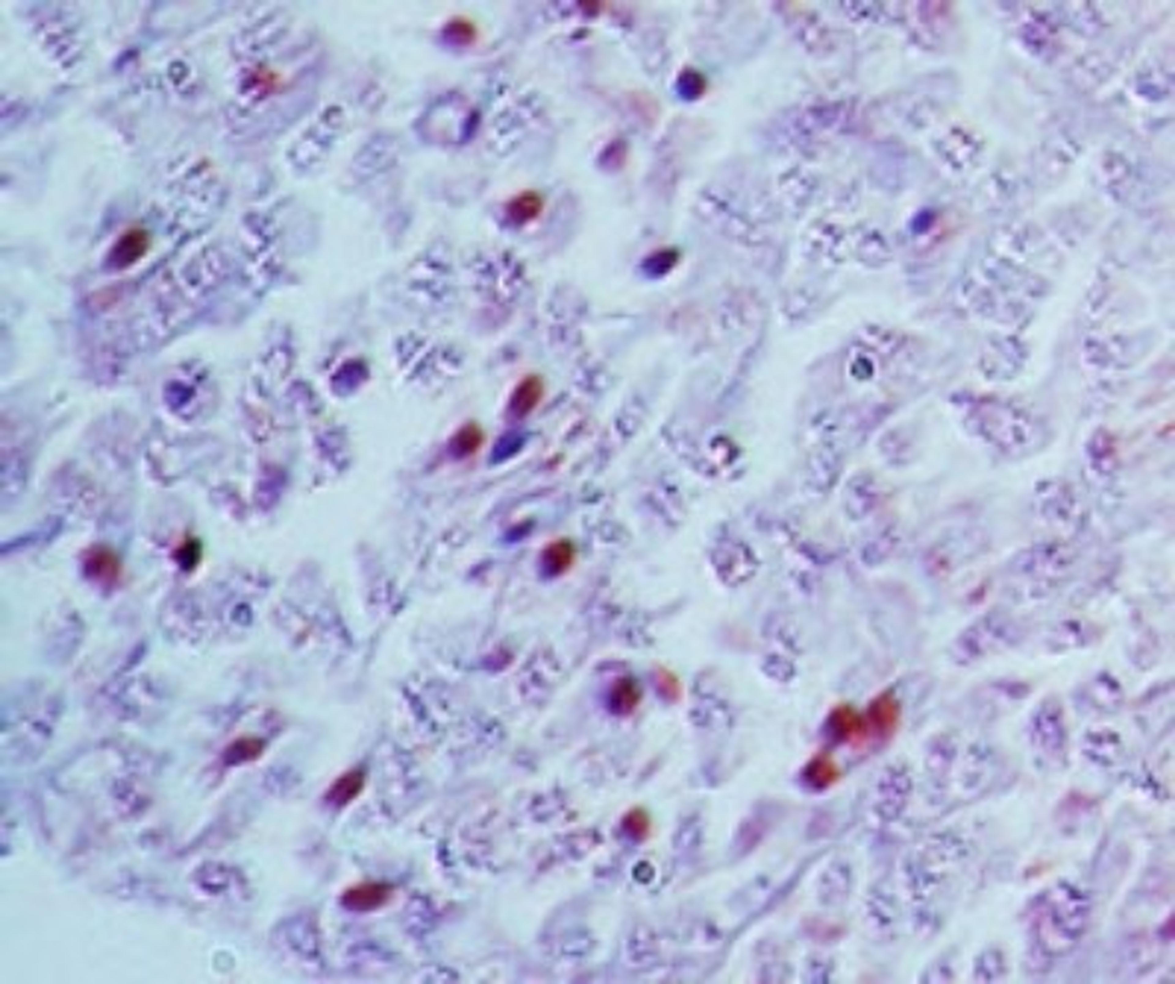 Immunohistochemistry-Paraffin: NR5A2/LRH1 Antibody [NBP2-27196] - IHC analysis of NR5A2/LRH1 in human pancreas tissue using NR5A2/LRH1 antibody at 5 ug/ml.