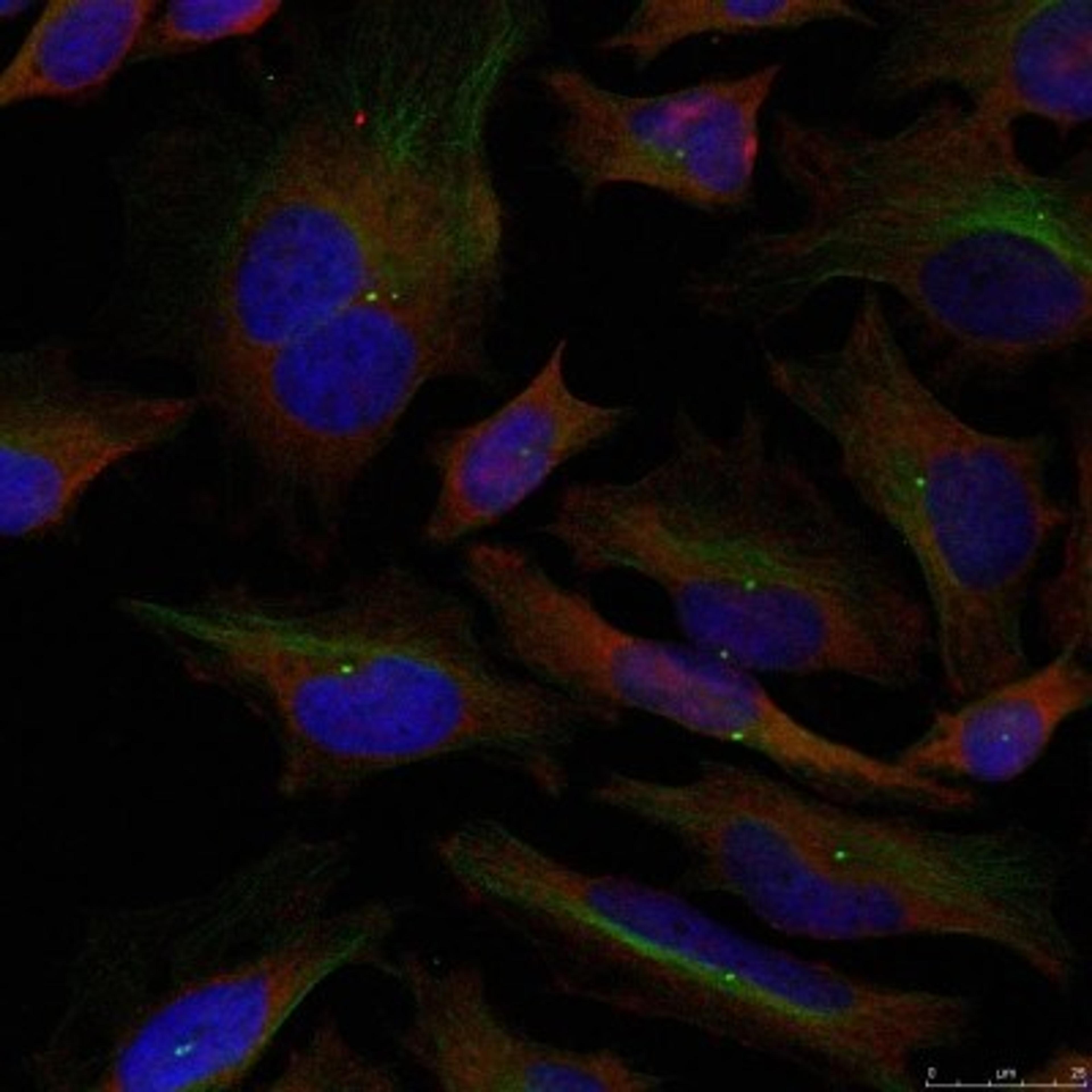 Immunocytochemistry/Immunofluorescence: alpha Adducin Antibody [NB100-81771] - Staining of methanol-fixed Hela cells using ADD1 (Ab-726) antibody