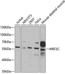 Western blot - MEF2C antibody (A2585)