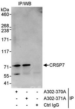 Detection of human CRSP7 by western blot of immunoprecipitates.