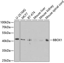 Western blot - BBOX1 antibody (A5810)