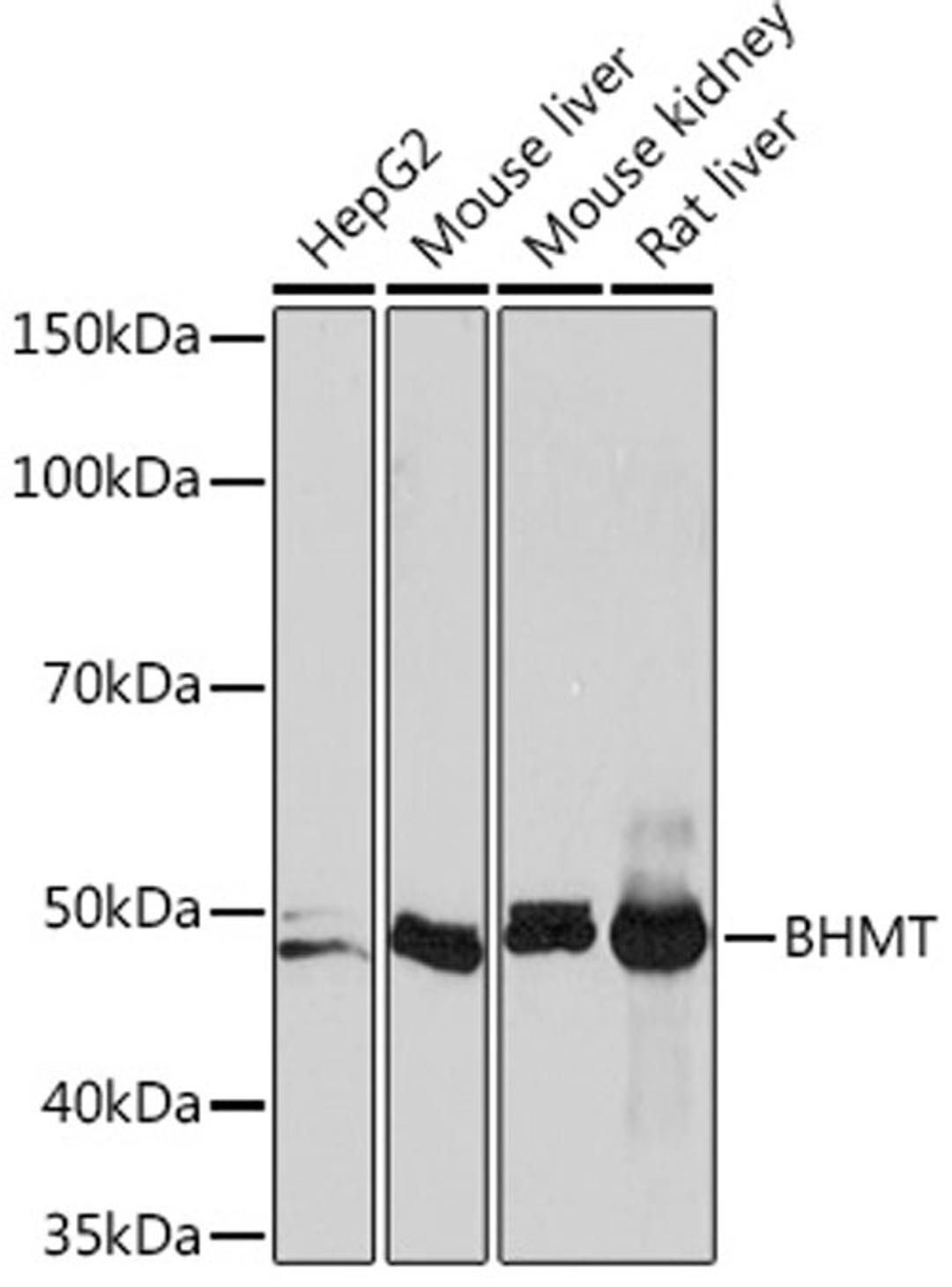 Western blot - BHMT Rabbit mAb (A5134)