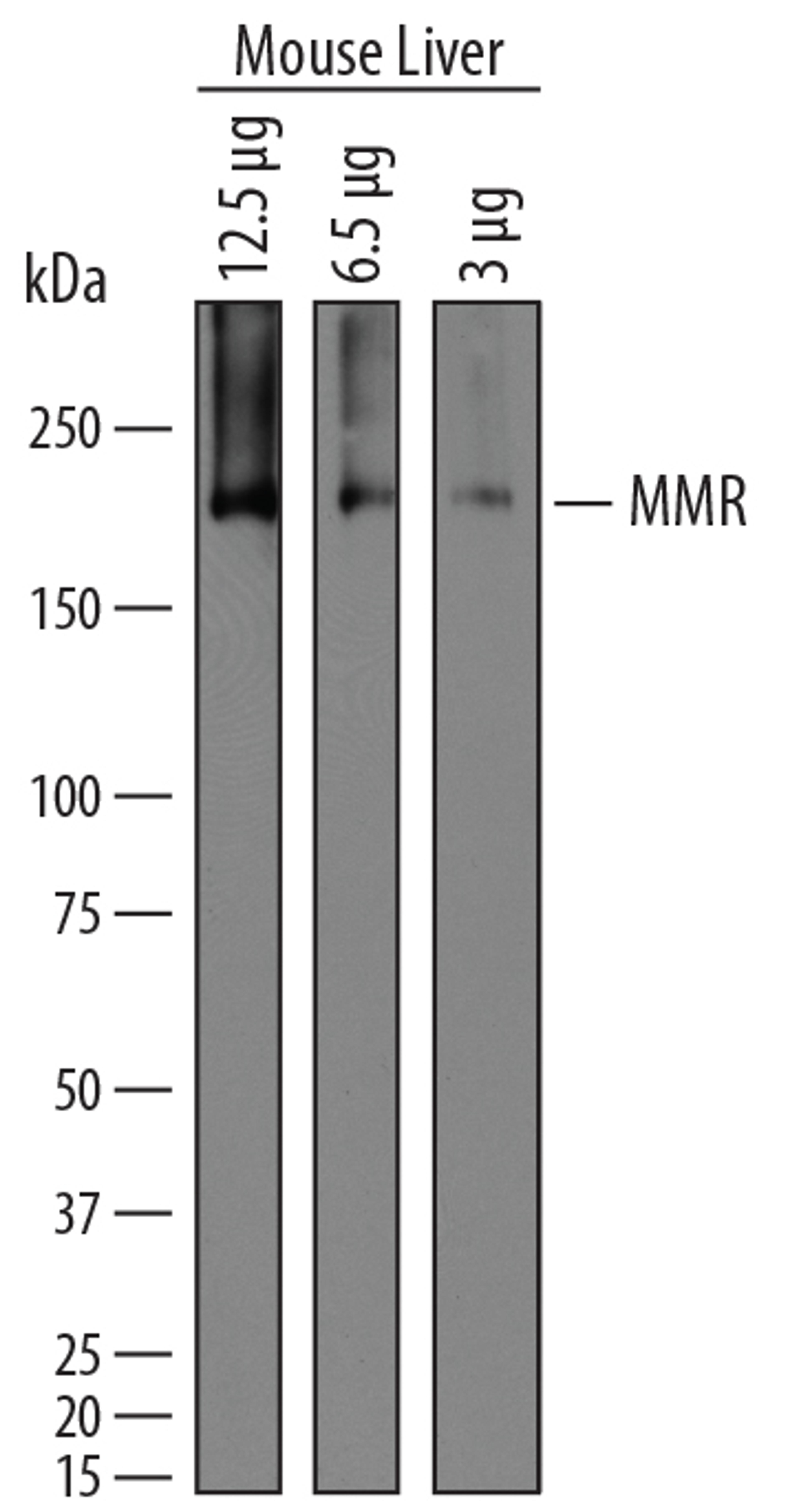 Detection of Mouse MMR/CD206 by Western Blot.