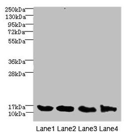 Western blot. All lanes: HIST1H3A antibody at 2.48µg/ml. Lane 1: Mouse liver tissue. Lane 2: Mouse lung tissue. Lane 3: MCF-7 whole cell lysate. Lane 4: NIH/3T3 whole cell lysate. Secondary. Goat polyclonal to rabbit IgG at 1/10000 dilution. Predicted band size: 15 kDa. Observed band size: 15 kDa