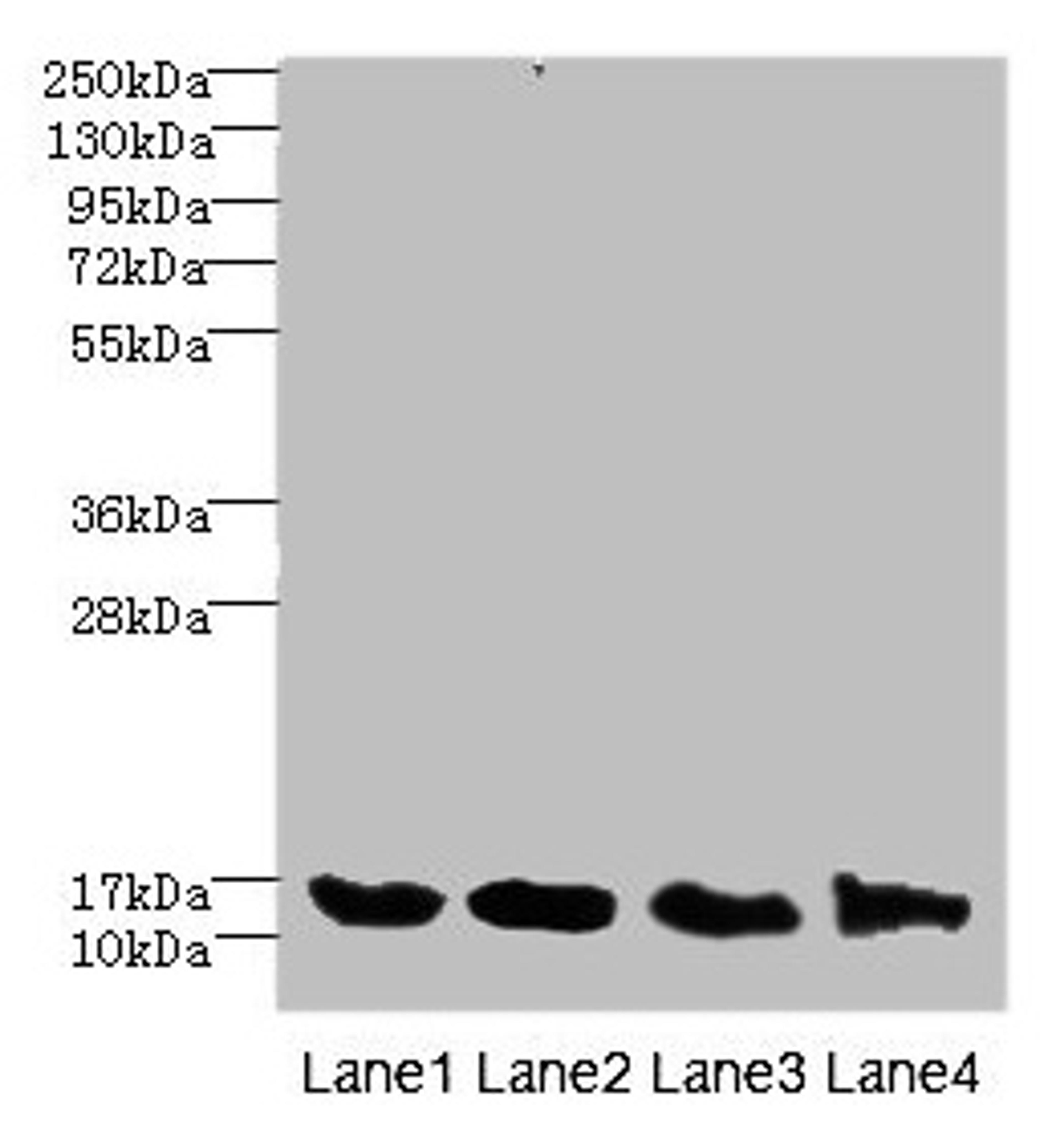 Western blot. All lanes: HIST1H3A antibody at 2.48µg/ml. Lane 1: Mouse liver tissue. Lane 2: Mouse lung tissue. Lane 3: MCF-7 whole cell lysate. Lane 4: NIH/3T3 whole cell lysate. Secondary. Goat polyclonal to rabbit IgG at 1/10000 dilution. Predicted band size: 15 kDa. Observed band size: 15 kDa