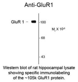 Western Blot: GluR1 Antibody (RH95) [NBP2-29534] - Rat hippocampal lysate showing specific immunolabeling of the ~105k GluR1 protein.