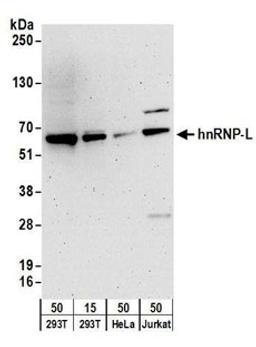 Detection of human hnRNP-L by western blot.