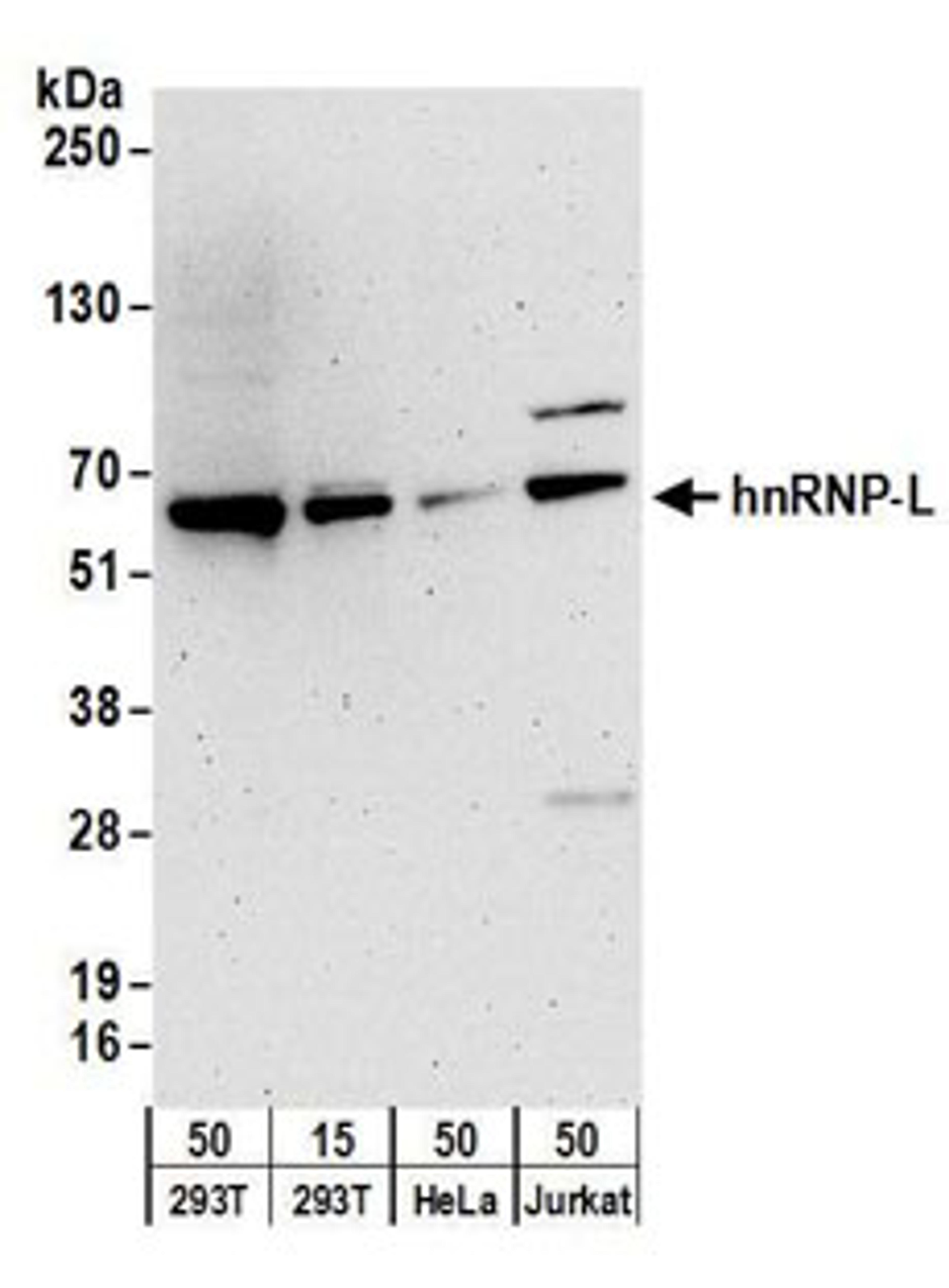 Detection of human hnRNP-L by western blot.