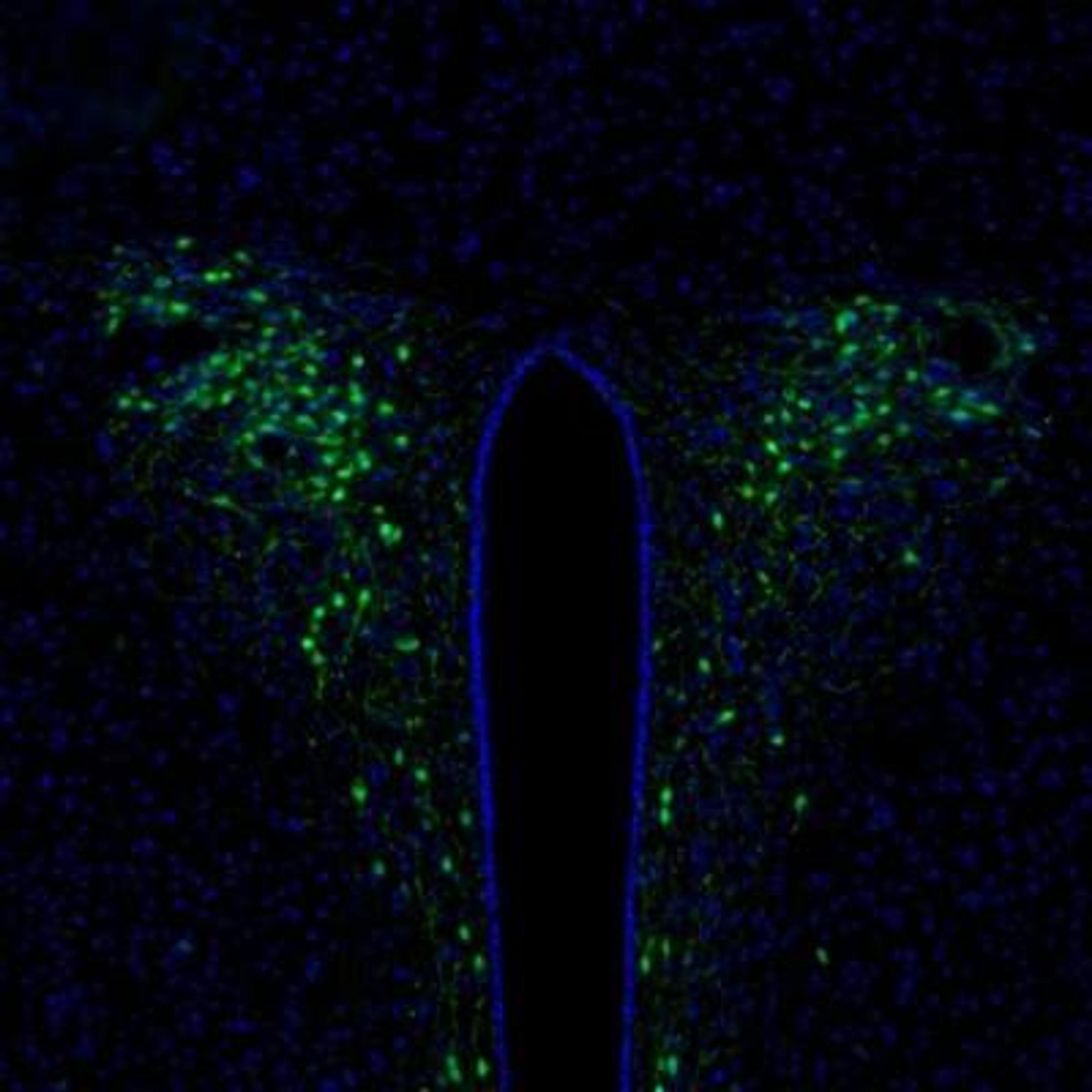 Immunocytochemistry/Immunofluorescence: Secretagogin Antibody [NBP1-88219] - Analysis of mouse hypothalamus shows selective positivity in the paraventricular nucleus.