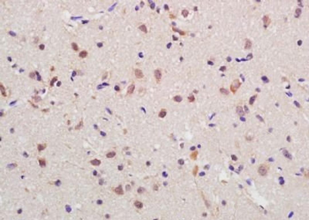 Immunohistochemical analysis of formalin-fixed paraffin embedded rat brain tissue using RGC32 antibody