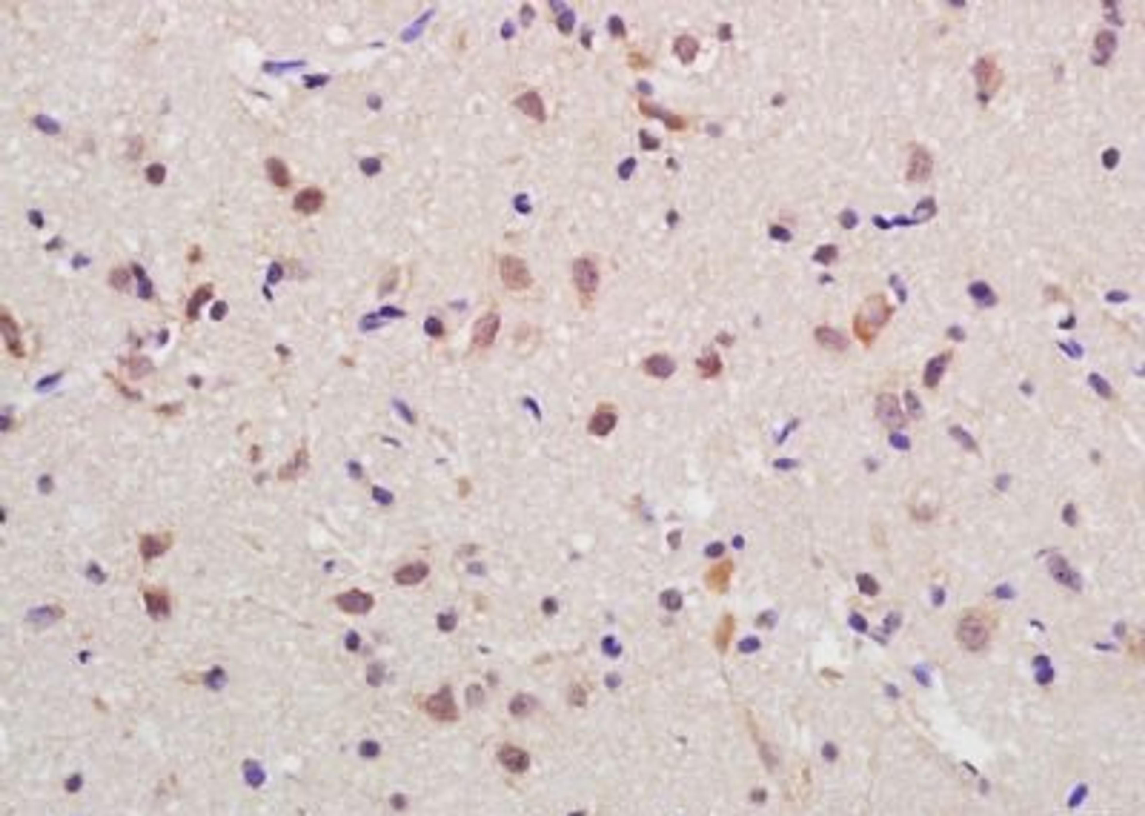 Immunohistochemical analysis of formalin-fixed paraffin embedded rat brain tissue using RGC32 antibody